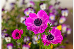 „Kein gewöhnlicher Federkosmos (Cosmos bipinnatus)”