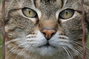Katze