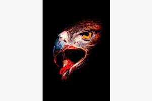Killer instinct Killer instinct