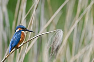 Kingfisher