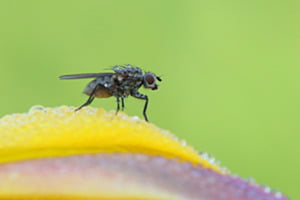 Kohlfliege mit Morgentau