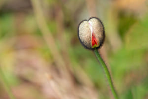 Knospe