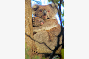Koalas Koalas