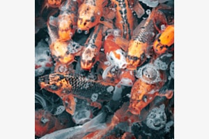 Koi-Geblubber