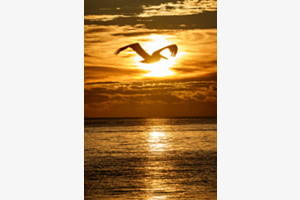 Kormoran im Sonnenuntergang: Key West; Florida