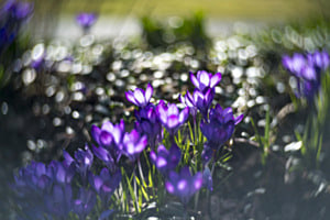 Krokus im Gegenlicht