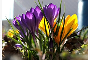 Wieder blühen die Krokusse