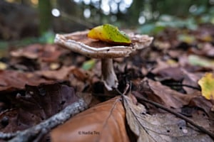 Sur un lit de feuilles 