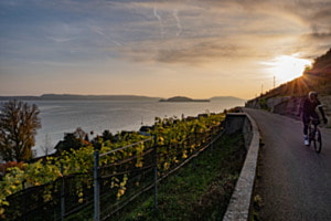 un vélo cycliste sur le vignoble 