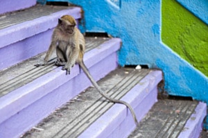 Affe