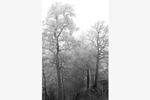 Sous la brume 1