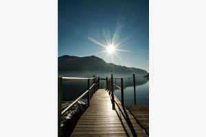 Morning Glory