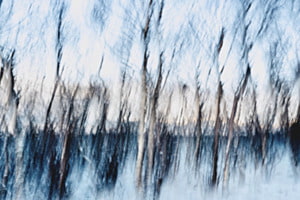 Sous-bois 1