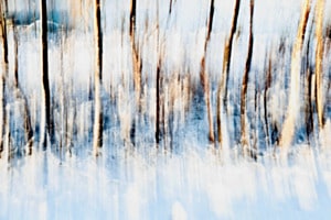 Sous-bois 2