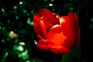 Tulipe Rouge 