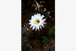 Fleur de cactus (Echinopsis Oxygona)