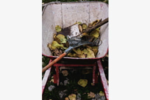 Le ramassage des feuilles mortes 
