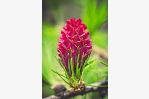 Weibliche Lärchenblüte