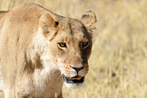 Löwin in Botswana
