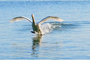 Cygne en vol