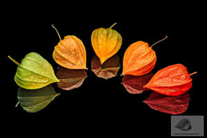 Lampionblume (Physalis alkekengi)