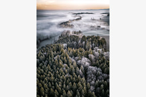 The Fog