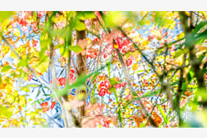 Herbst - maximalistisch - am See