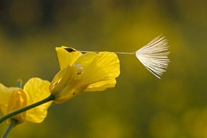 Landung auf Rapsblüte