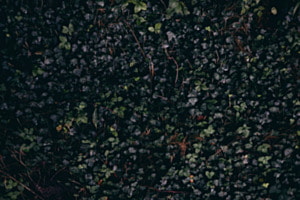 Fall Wall