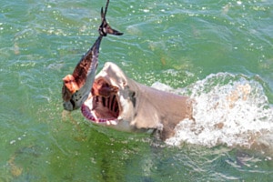 Lemon Shark - Zitronenhai - ich schau Dir in den Rachen Lemon Shark - Zitronenhai - ich schau Dir in den Rachen