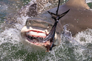 Lemon Shark - Zitronenhai - scharf auf Fisch Lemon Shark - Zitronenhai - scharf auf Fisch