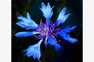 Kornblume