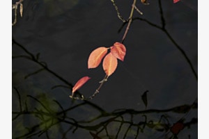 Leuchtender Herbst