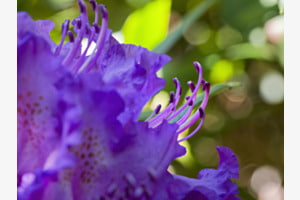 Rhododendron Stempel