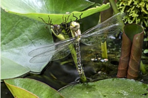 Metamorphose einer Libelle