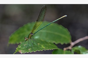Libelle