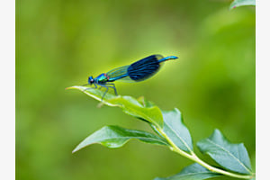 Libelle