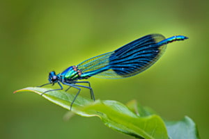 Libelle