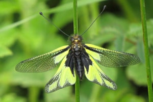 Schmetterlingslibelle