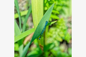 Sur une feuille