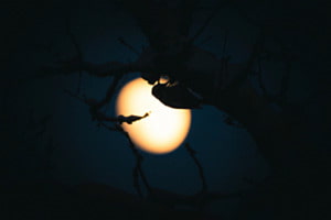Light in the Darkness