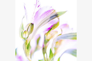 Lilien
