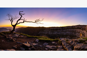 lonely tree