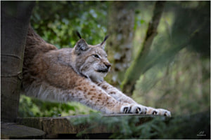 Luchs Yoga