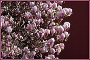 Magnolia