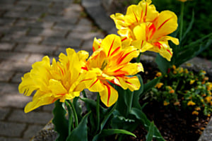Bouquet de fleurs