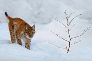 lynx in the snow
