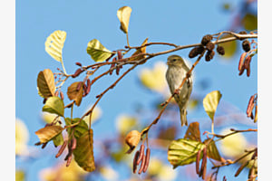 Erlenzeisig im Herbst
