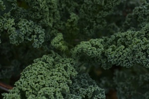pale kale