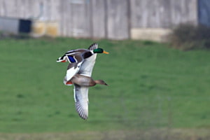 Partner im Flug